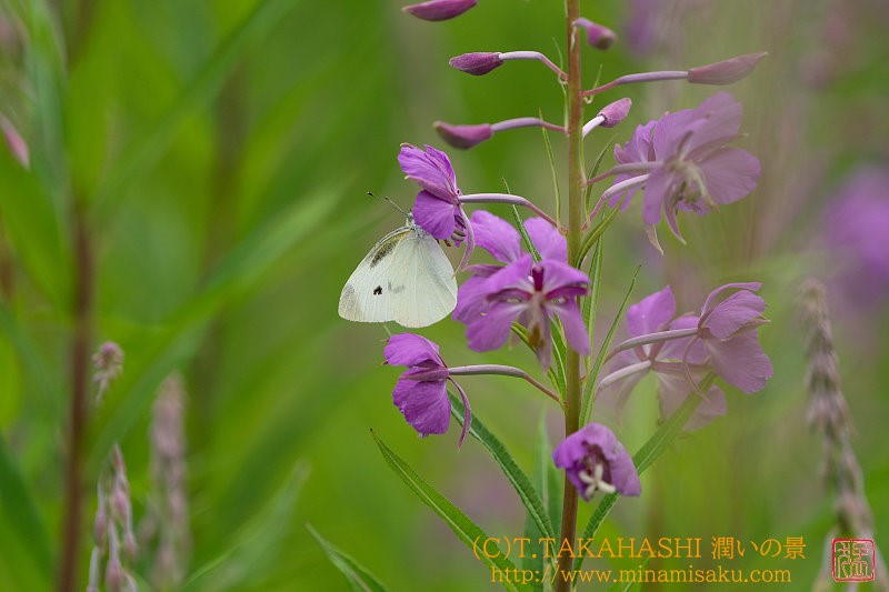 ../Images/7R250712 (73).jpg